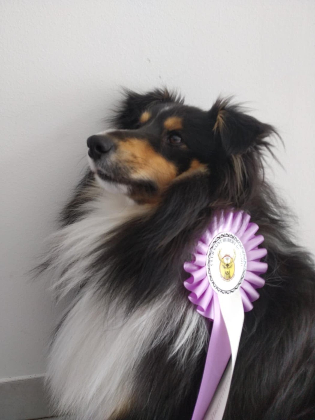 Rajack des terres vertes de l'avesnois