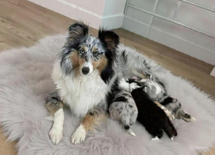 Sheltie Love - Shetland Sheepdog - Portée née le 19/01/2026